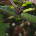 IMG_0939_crop