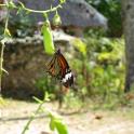IMG_0851