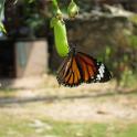 IMG_0852