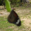 IMG_0854