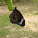 IMG_0856