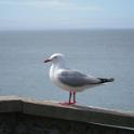 IMG_7871